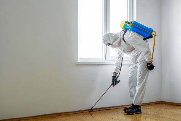 Best Termite Inspection and Treatment  in Wlow Springs, IL